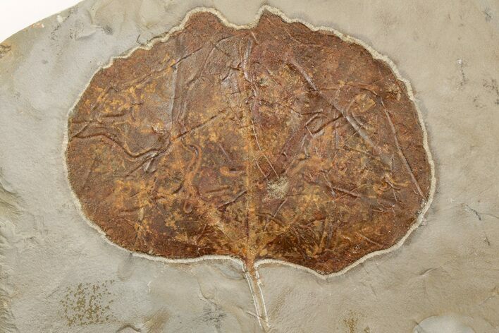 Fossil Leaf (Zizyphoides) - Montana #203550